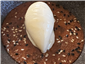 miso rice pdudding